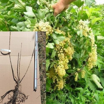 Смородина Версальская белая саженец ОКС