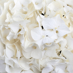 Hi White Sun (Хай Уайт Сан) Р12 Европа 2026