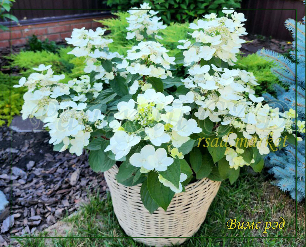Гортензия метельчатая Вимс Рэд (Hydrangea paniculata `Wim`s Red`)