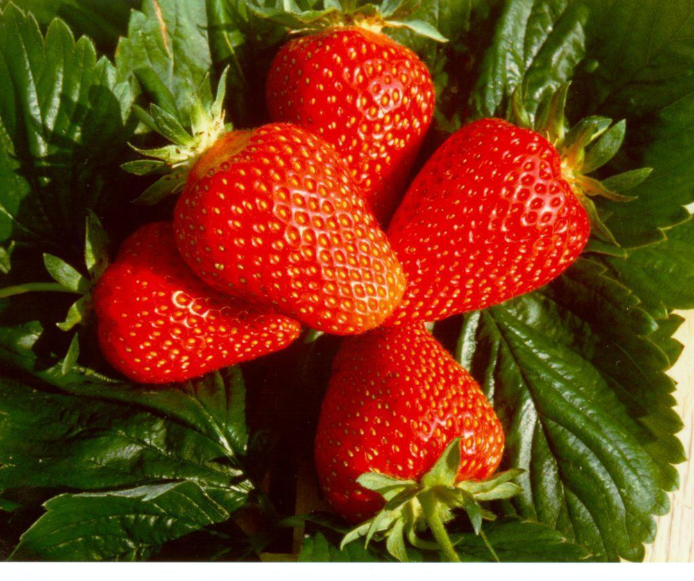 Клубника Клери рассада, меристема.