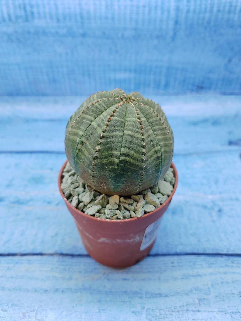 Euphorbia Obesa (Эуфорбия)