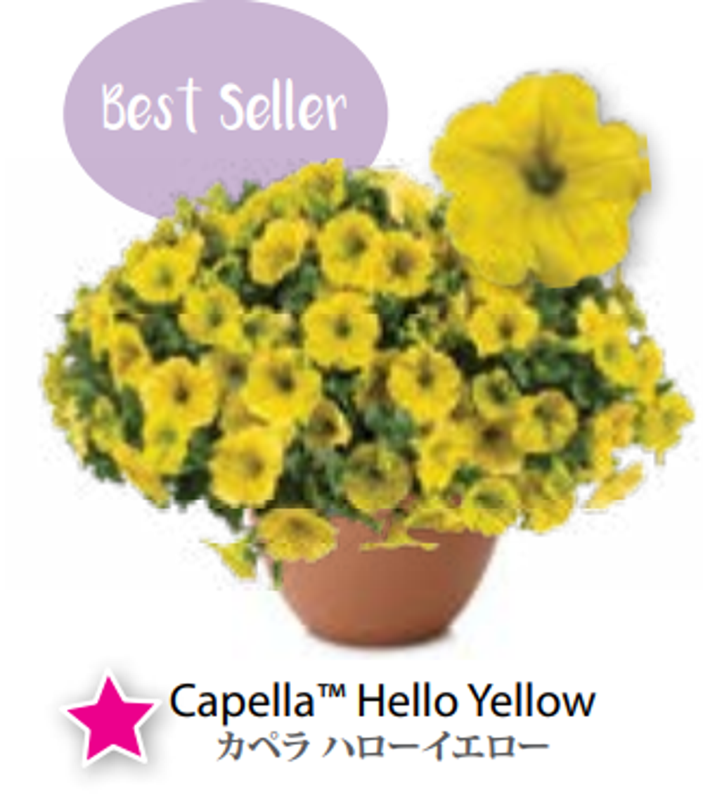 ЕВРО Petunia Capella Yellow укорененный черенок февраль 26 DAN