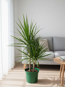 Драцена Маргината д.21