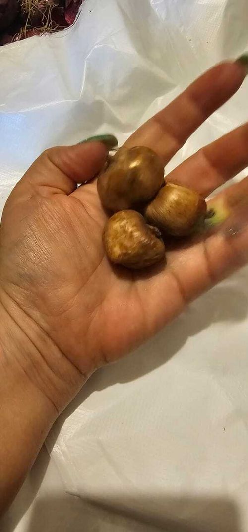 Крокус Луковица, Жанна Дарк, 3шт