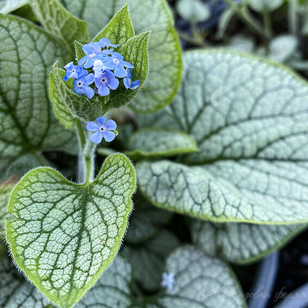 Брунера "Silver Heart"