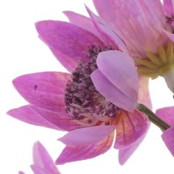 GAEM Цветок искусственный "Хризантема кустовая", L13 W6 H66 см