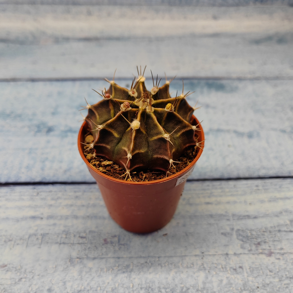 Gymnocalycium Friedrichii (Гимнокалициум)