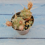 Tephrocactus Articulatus Papyracanthus (Тефрокактус)