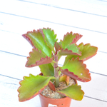 Kalanchoe Brachyloba (Каланхоэ)