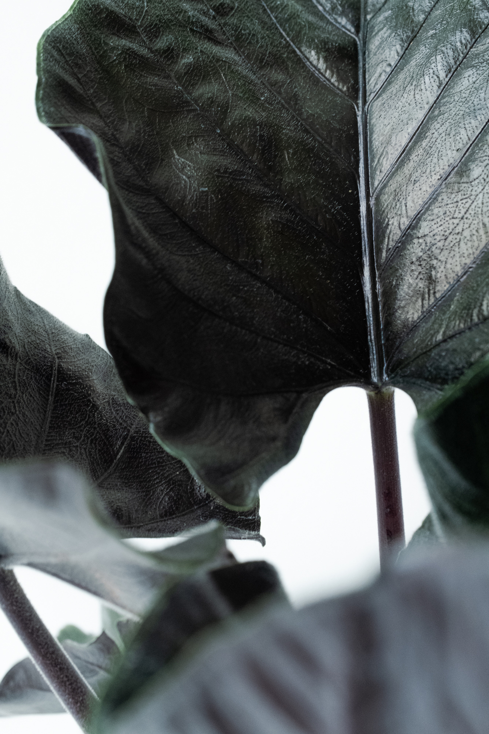 Alocasia Antoro Velvet — изящная алоказия Анторро Вельвет - фото и особенности ухода