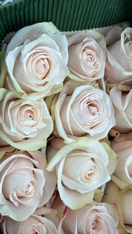 15 роз в упаковке