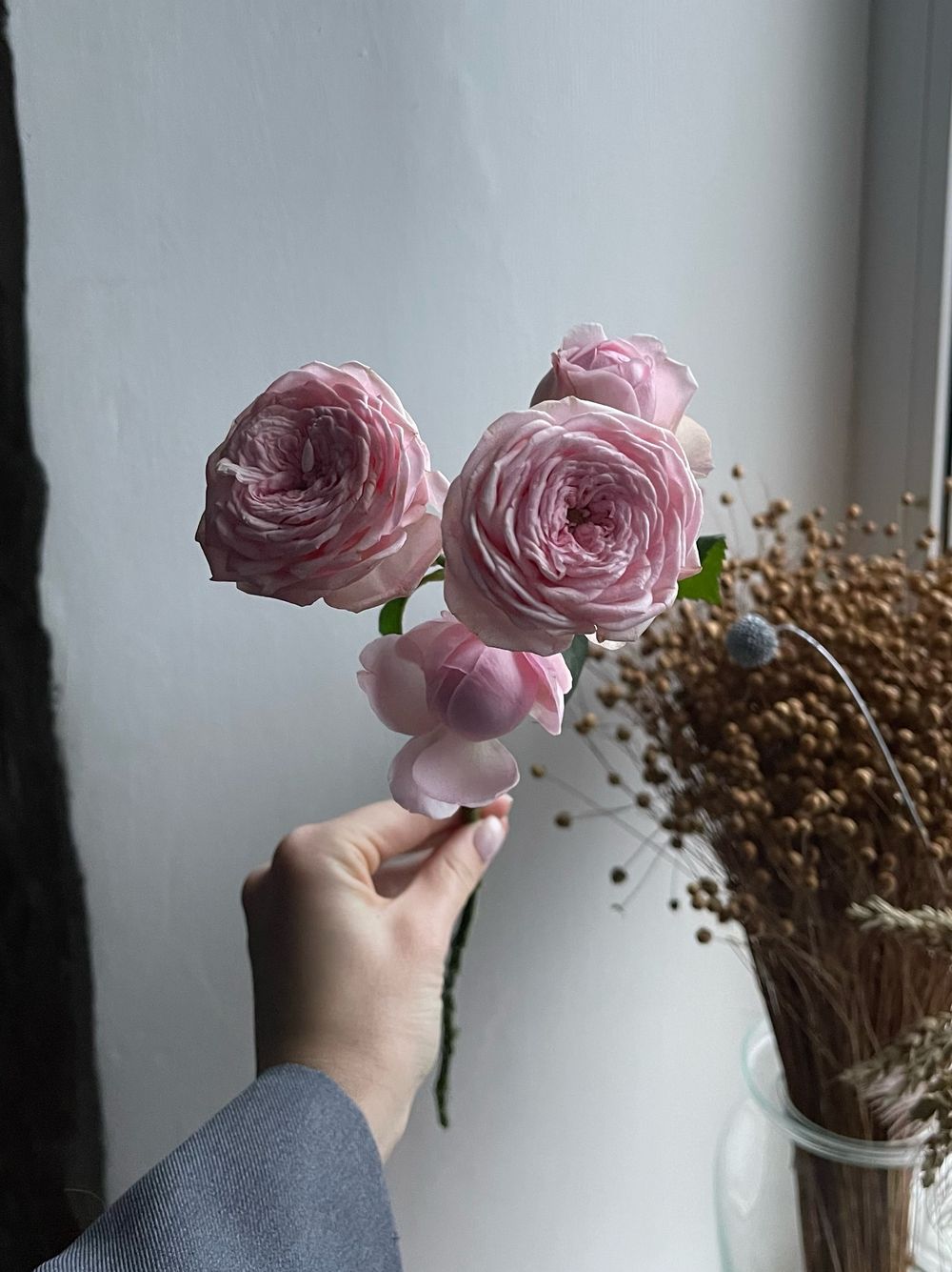 Пионовидная кустовая роза Мэнсфилд Пинк парк