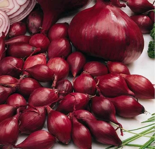 ЛУК красный КАРМЕН