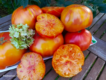 Звезда Ташкента сорт томата