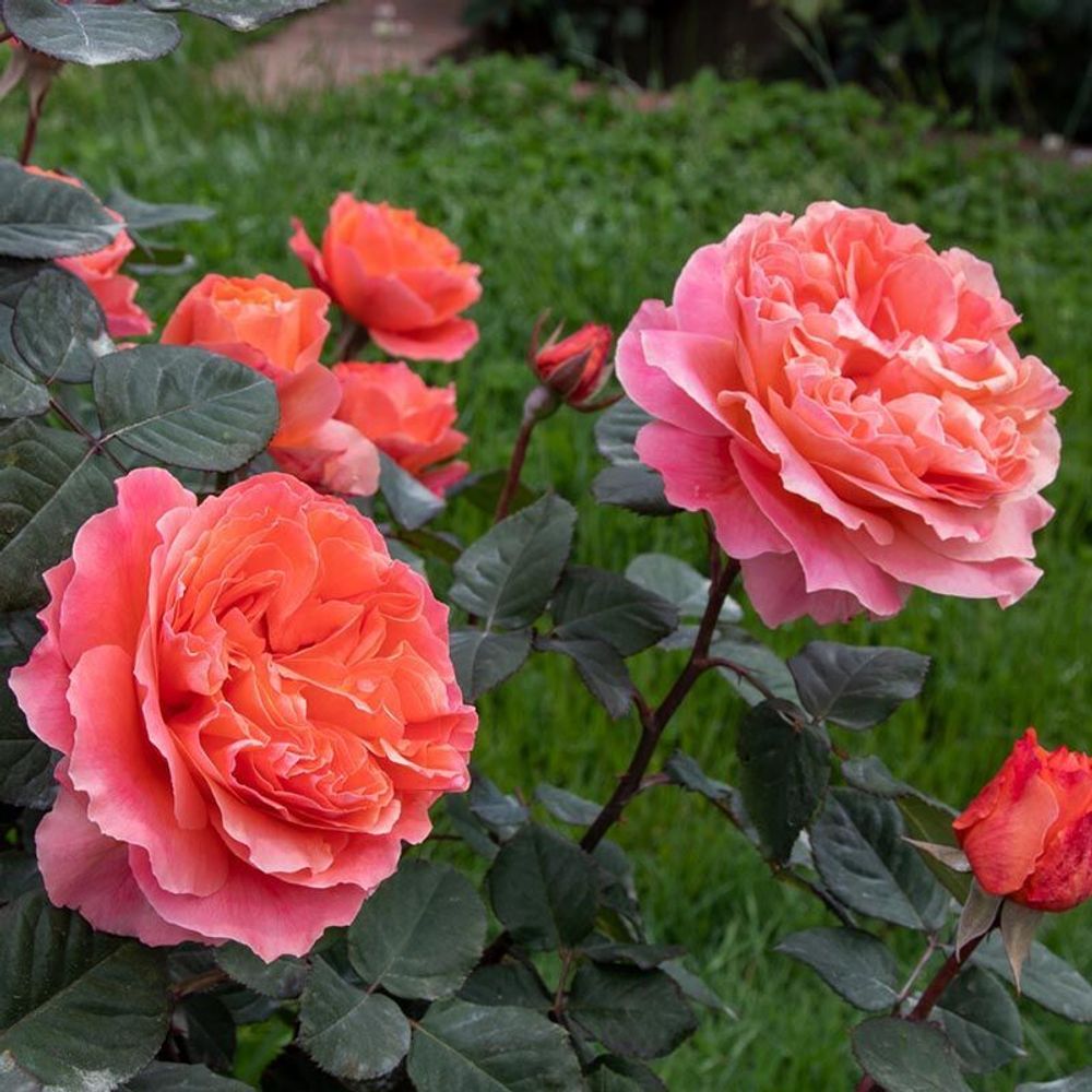 Этруска (Etrusca)