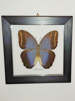 Бабочка Caligo illioneus в рамке