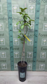 Psidium Guajava