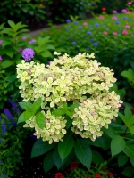 Пастел Грин гортензия метельчатая