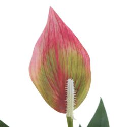 GAEM Цветочная композиция "Спатифиллум", L17 W12 H40 см