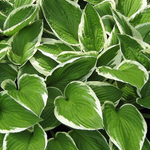 Хоста гибридная Franceе