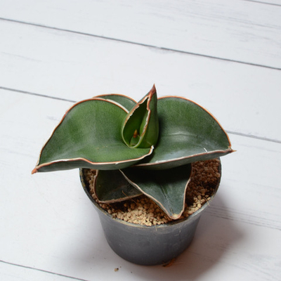 Sansevieria Samurai (Сансевиерия Самурай)