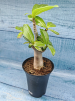 Adenium Baobab (Адениум)