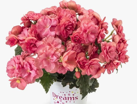 ЕВРО Бегония Elatior Begonia Chloe Coral Pink укореннный черенок ОКС ФЕВРАЛЬ