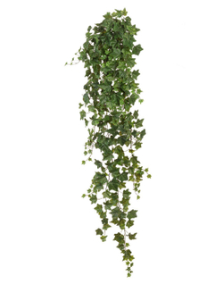Английский плющ Биг Олд Тэмпл крупнолистный зеленый, в-60 см, 100 см, 170 см