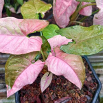 Сингониум CHRISTMAS VAR