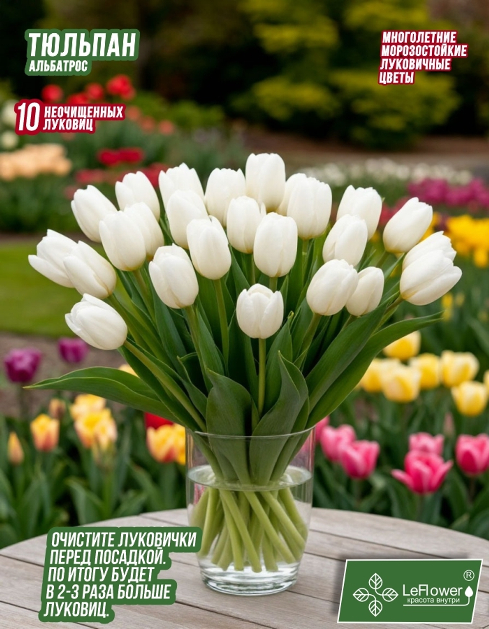 Тюльпан альбатрос 10 луковиц, Голландия