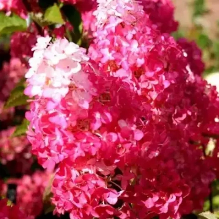 Гортензия метельчатая Фрайз Мельба С5 40-60