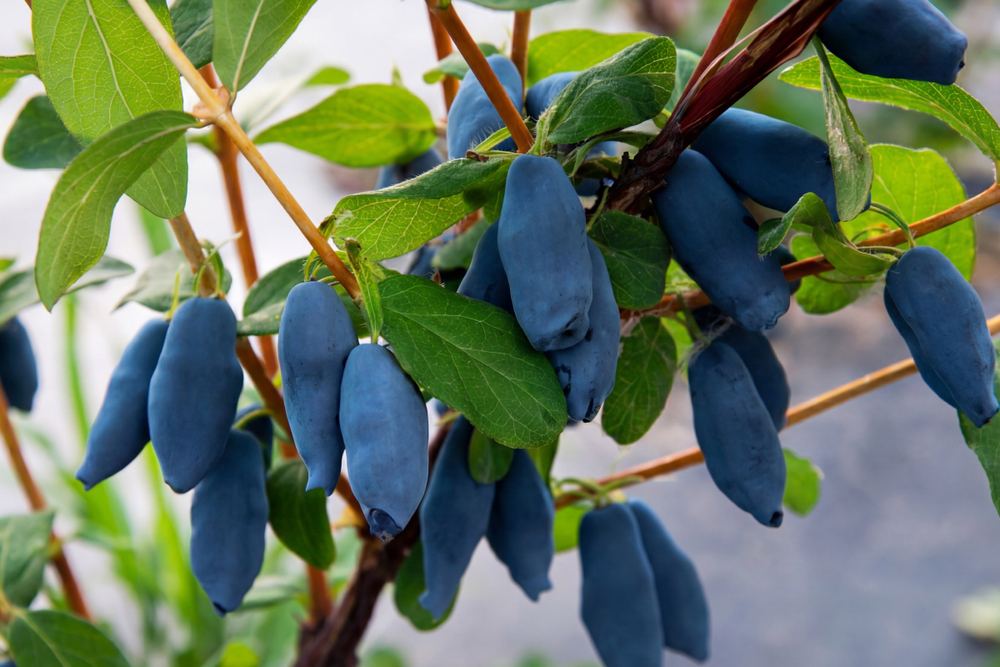 Саженец Жимолости Канадской «Аврора» (Aurora) (Эталон вкуса, Сладкая как черника, Не осыпается, Гигантская)
