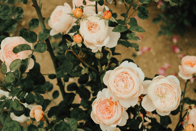 Товары для вашего сада и дачи