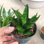 Сансевиерия MANEE TOWER