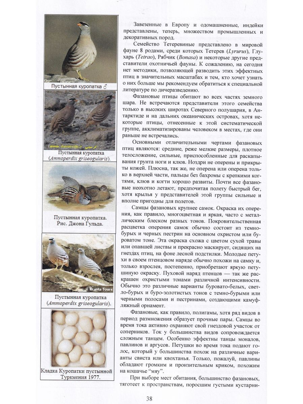 Фазаны