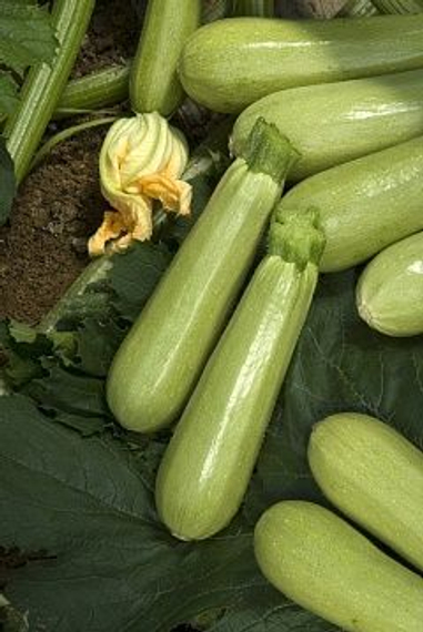 Джетта F1 семена кабачка (Vilmorin / Вильморин) – фото 2