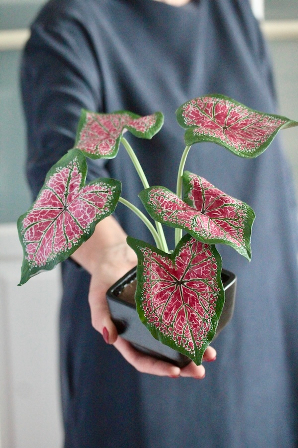 Вайнер лист Каладиума ClayCraft by DECO™