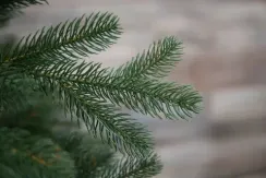 Искусственная елка Швейцарская стройная 185 см., 100% литая хвоя, Black Box (74622)