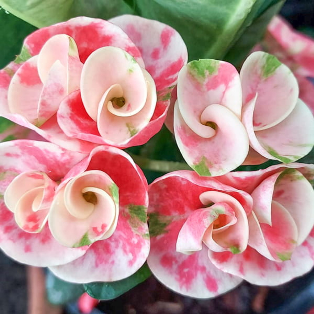 Эуфорбия Миля HYDRANGEA