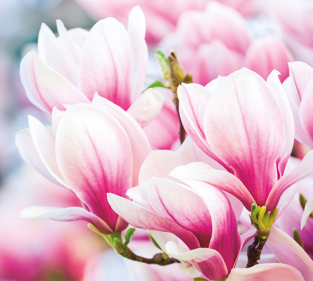 Коллекция Цветы