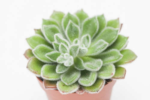 Эхеверия Дорис Тейлор