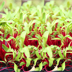 Семена для проращивания свеклы Татум (Гавриш)