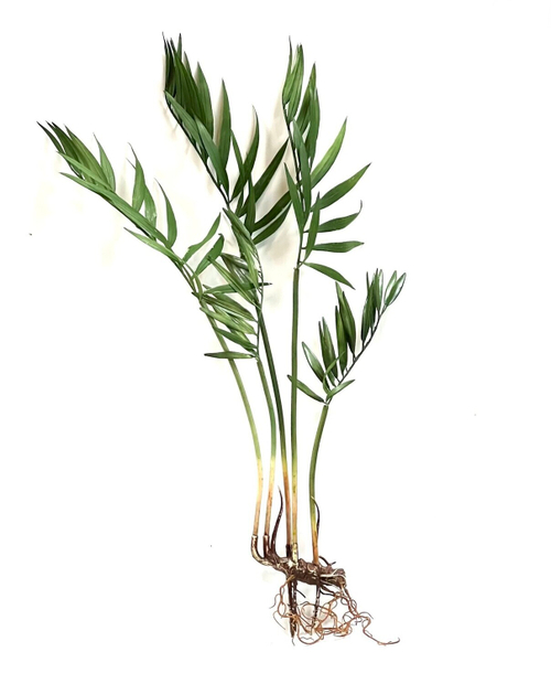 Хамедорея зелёная куст 65 см