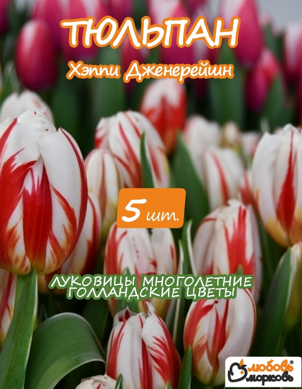 Тюльпан Луковица цветов, Хэппи Дженерейшн, 5 шт
