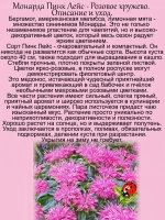Монарда Пинк Лейс бергамот американская мелисса