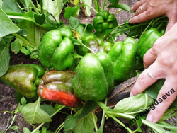 Сладкий Перец — Урожайный Гусева