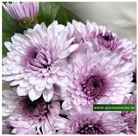 Хризантема кустовая Amalfi /к.35/ поставка весна 2026г/