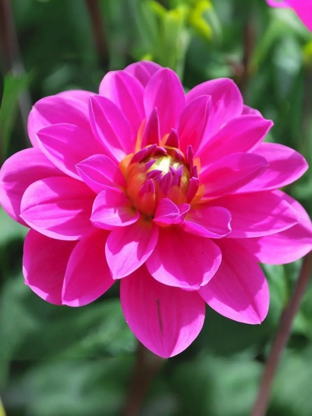 Георгин декоративный Онеста