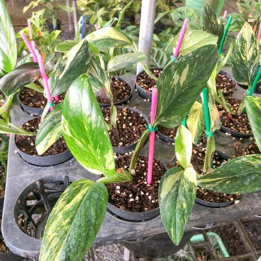 Монстера STANDLEYANA YELLOW VAR