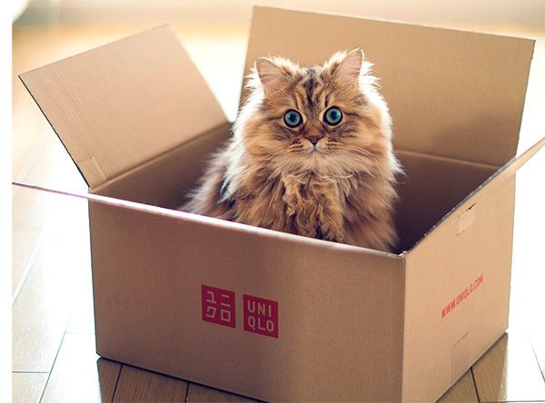 Почему кошки так любят коробки? Почему кошки так любят коробки?